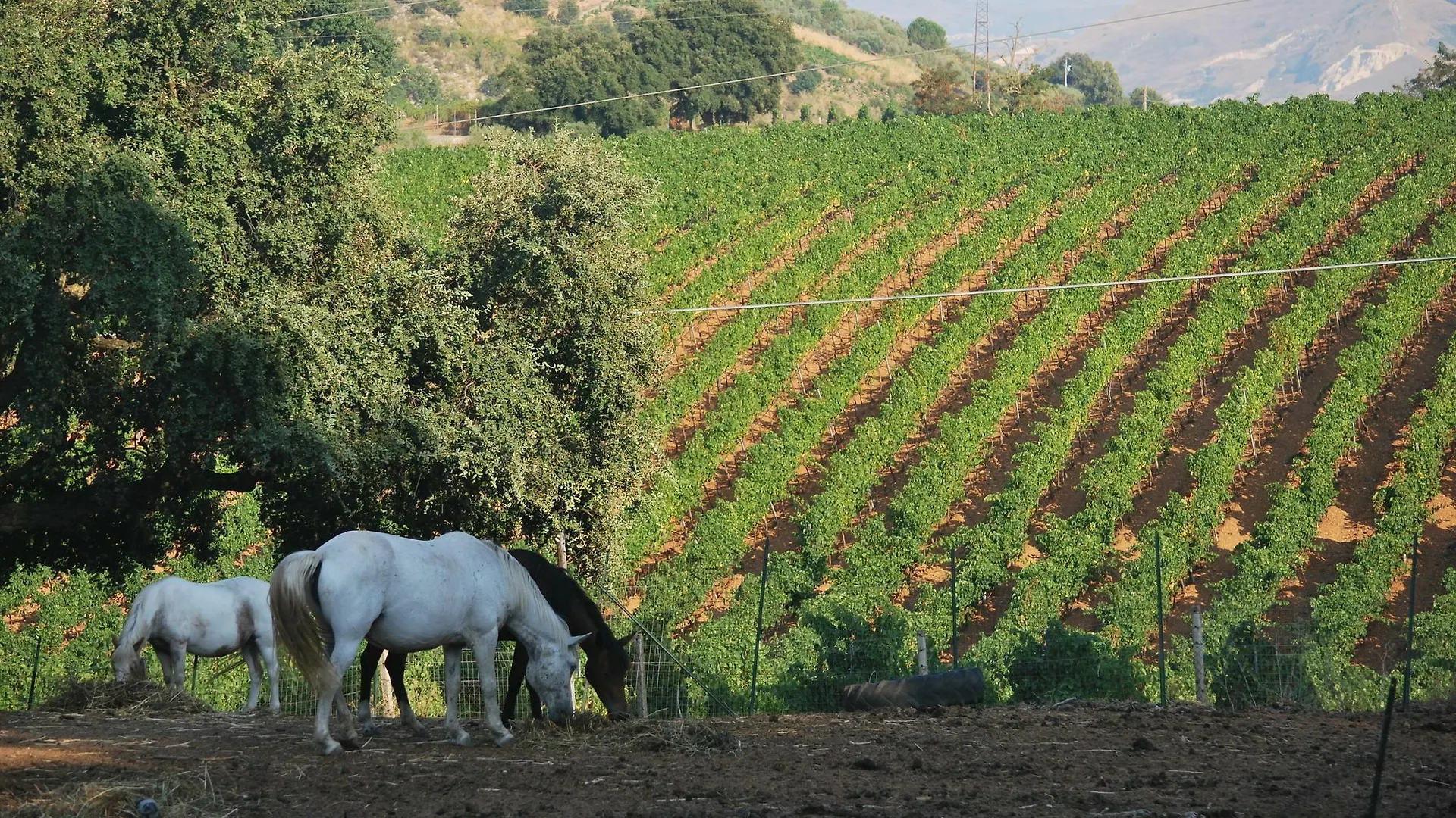 Farm stay Agriturismo Al Poggetto Villa Piana degli Albanesi